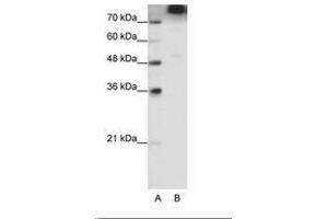 Image no. 1 for anti-Eukaryotic Translation Initiation Factor 3, Subunit B (EIF3B) (C-Term) antibody (ABIN6736206) (EIF3B Antikörper  (C-Term))