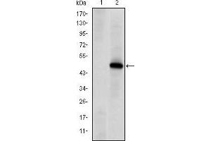 Western blot analysis using PRKDC mAb against HEK293 (1) and PRKDC(AA: 2638-2971)-hIgGFc transfected HEK293 (2) cell lysate.