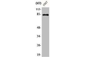 Western Blot analysis of COS7 cells using Phospho-Stat1 (Y701) Polyclonal Antibody (STAT1 Antikörper  (pTyr701))
