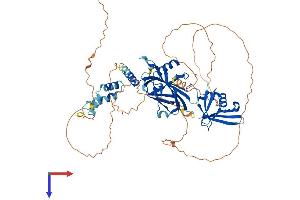 GRHL2 Protein (AA 1-625) (His tag)