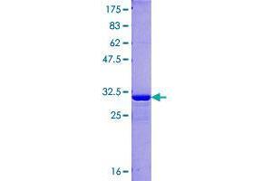 WFDC3 Protein (AA 1-48) (GST tag)