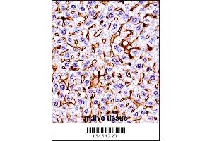 Mouse Mst1r Antibody immunohistochemistry analysis in formalin fixed and paraffin embedded mouse live tissue followed by peroxidase conjugation of the secondary antibody and DAB staining. (MST1R Antikörper  (C-Term))