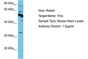 Host: Mouse Target Name: THRA Sample Tissue: Mouse Heart Antibody Dilution: 1ug/ml (THRA Antikörper  (Middle Region))