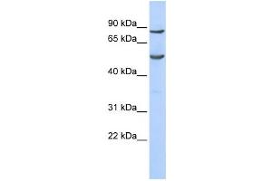 Western Blotting (WB) image for anti-Pogo Transposable Element with KRAB Domain (POGK) antibody (ABIN2458377) (POGK Antikörper)