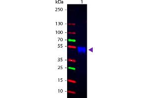 WB - Rabbit IgG (H&L) Antibody CY2 Conjugated Pre-Adsorbed Western blot of CY2 Conjugated Goat Anti-Rabbit IgG Pre-Adsorbed secondary antibody. (Ziege anti-Kaninchen IgG Antikörper (Cy2) - Preadsorbed)
