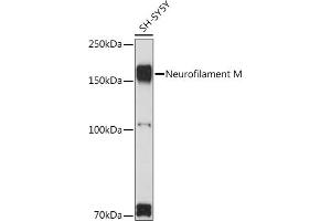 Western blot analysis of extracts of SH-SY5Y cells, using Neurofilament M Rabbit pAb (ABIN7268865) at 1:1000 dilution. (NEFM Antikörper  (AA 200-300))