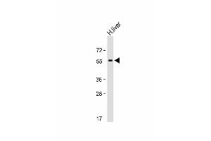 Activin A Receptor Type IB/ALK-4 Antikörper  (N-Term)