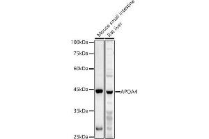 Western blot analysis of extracts of various cell lines, using  antibody (ABIN6131047, ABIN6137000, ABIN6137001 and ABIN6225090) at 1:1000 dilution. (APOA4 Antikörper  (AA 227-396))