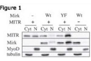 Western Blotting (WB) image for anti-Histone Deacetylase 9 (HDAC9) antibody (ABIN2996012) (HDAC9 Antikörper)