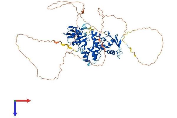 PIAS2 Protein (AA 1-621) (His tag)