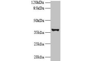 Western blot All lanes: UBLCP1 antibody at 0. (UBLCP1 Antikörper  (AA 2-318))