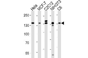Western blot analysis of lysates from Hela, MCF-7, mouse C2C12, mouse NIH/3T3, rat C6 cell line (from left to right), using RPTOR Antibody (ABIN6243898 and ABIN6577082). (Raptor Antikörper  (AA 1005-1329))