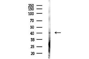anti-Abhydrolase Domain Containing 3 (ABHD3) (Internal Region) antibody