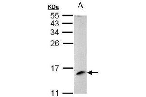 WB Image Sample (30 ug of whole cell lysate) A: 293T 15% SDS PAGE antibody diluted at 1:1000