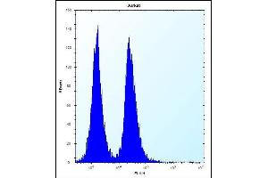 KRT3 Antibody (C-term) (ABIN656363 and ABIN2845661) flow cytometric analysis of Jurkat cells (right histogram) compared to a negative control cell (left histogram). (KRTAP13-3 Antikörper  (C-Term))