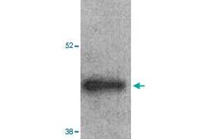 Western Blot analysis of mouse left ventricle heart tissue lysate with ARRB2 polyclonal antibody  at 1:1000 dilution.