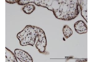 Immunoperoxidase of monoclonal antibody to ILKAP on formalin-fixed paraffin-embedded human placenta. (ILKAP Antikörper  (AA 293-392))