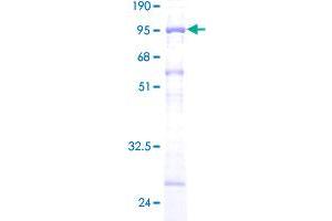 VPS4B Protein (AA 1-444) (GST tag)