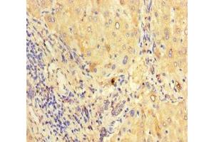 Immunohistochemistry of paraffin-embedded human liver tissue using ABIN7165170 at dilution of 1:100 (CNPY2/MSAP Antikörper  (AA 22-182))