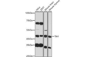 Western blot analysis of extracts of various cell lines, using TI antibody (2517) at 1:1000 dilution. (TIA1 Antikörper  (AA 1-193))