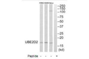 Western blot analysis of extracts from HeLa cells, A549 cells and K562 cells, using UBE2D2 antibody. (UBE2D2 Antikörper  (C-Term))