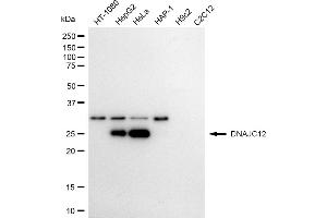 Western blotting analysis using DNAJC12 antibody (ABIN7798376).
