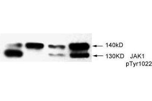 Image no. 1 for anti-Janus Kinase 1 (JAK1) (pTyr1022) antibody (ABIN273479) (JAK1 Antikörper  (pTyr1022))
