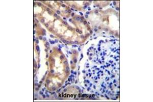 Immunohistochemistry analysis in Formalin Fixed, Paraffin Embedded Human kidney tissue stained with SH2D4A Antibody (N-term) followed by peroxidase conjugation of the secondary antibody and DAB staining. (SH2D4A Antikörper  (N-Term))