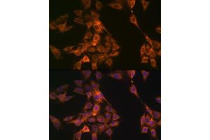 Immunofluorescence (IF) image for anti-Nucleosome Assembly Protein 1-Like 1 (NAP1L1) antibody (ABIN7269060)