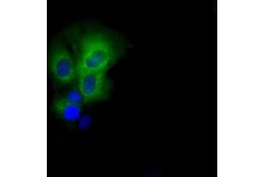 Immunofluorescence (IF) image for anti-PAS Domain Containing Serine/threonine Kinase (PASK) antibody (ABIN1500034) (PASK Antikörper)