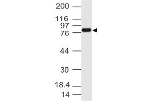 Image no. 1 for anti-Cactin, Spliceosome C Complex Subunit (CACTIN) (AA 320-521) antibody (ABIN5027065) (CACTIN Antikörper  (AA 320-521))