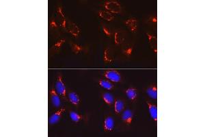 Immunofluorescence analysis of U2OS cells using COPB2 Rabbit pAb (ABIN6129253, ABIN6138871, ABIN6138872 and ABIN6222818) at dilution of 1:100 (40x lens). (COPB2 Antikörper  (AA 657-906))