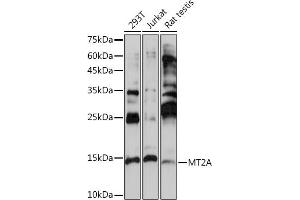 Western blot analysis of extracts of various cell lines, using MT2A Rabbit pAb (ABIN3015841, ABIN3015842, ABIN3015843 and ABIN6219186) at 1:1000 dilution. (MT2A Antikörper  (AA 1-61))