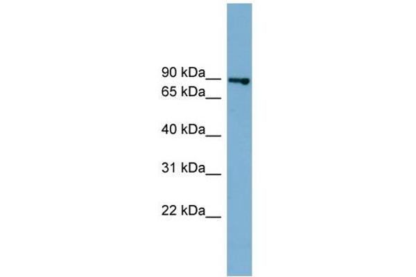 FASTKD2 Antikörper  (Middle Region)