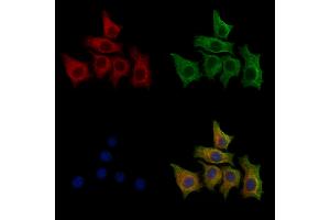 ABIN7094270 and ABIN7098317 staining HepG2 cells by IF/ICC. (USH1C Antikörper  (Internal Region))