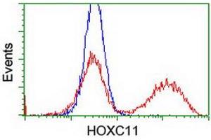 HEK293T cells transfected with either RC201475 overexpress plasmid (Red) or empty vector control plasmid (Blue) were immunostained by anti-HOXC11 antibody (ABIN2454334), and then analyzed by flow cytometry. (HOXC11 Antikörper)
