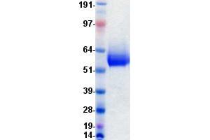 Validation with Western Blot