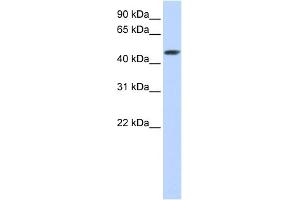 WB Suggested Anti-SULT2B1 Antibody Titration:  0. (SULT2B1 Antikörper  (C-Term))