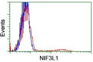 Image no. 8 for anti-NIF3 NGG1 Interacting Factor 3-Like 1 (NIF3L1) antibody (ABIN1496615) (NIF3L1 Antikörper)