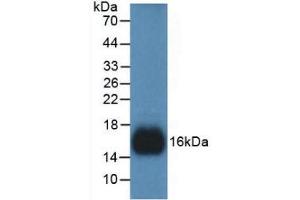 Western blot analysis of recombinant Human REG3g. (REG3g Antikörper  (AA 39-175))