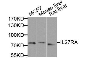Western blot analysis of extracts of various cell lines, using IL27RA antibody. (IL27 Receptor alpha Antikörper  (AA 33-283))