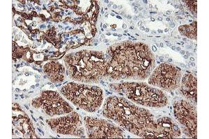 Immunohistochemical staining of paraffin-embedded Human Kidney tissue using anti-ENPEP mouse monoclonal antibody. (ENPEP Antikörper)