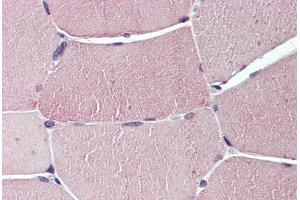 Anti-TXLNB antibody  ABIN960834 IHC staining of human skeletal muscle. (Taxilin beta Antikörper  (Internal Region))