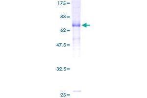 GLRa2 Protein (AA 28-452) (GST tag)