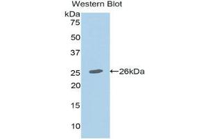Western Blotting (WB) image for anti-Mucin 2, Oligomeric Mucus/gel-Forming (MUC2) (AA 5075-5179) antibody (ABIN1078337)