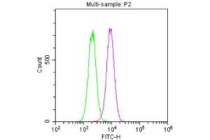 Overlay histogram showing Hela cells stained with ABIN7161178 (red line). (Nestin Antikörper)