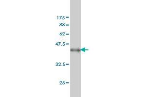 Western Blotting (WB) image for anti-Mitogen-Activated Protein Kinase 13 (MAPK13) (AA 251-365) antibody (ABIN562421)