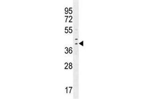 IRF1 antibody western blot analysis in MDA-MB231 lysate. (IRF1 Antikörper  (AA 260-286))