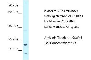 Western Blotting (WB) image for anti-Thymidine Kinase 1, Soluble (TK1) (Middle Region) antibody (ABIN2787731) (TK1 Antikörper  (Middle Region))