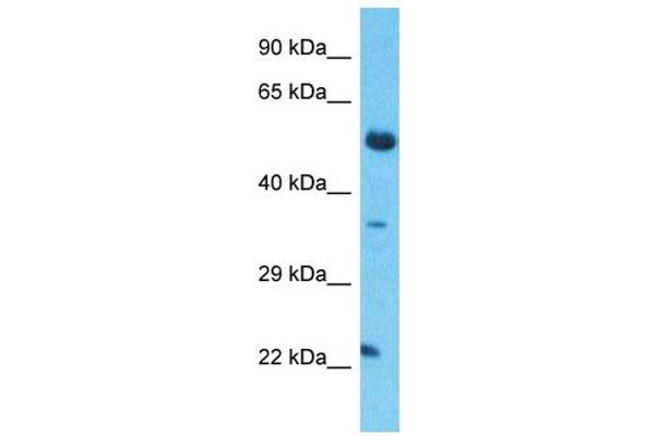 TCEAL5 antibody  (Middle Region)